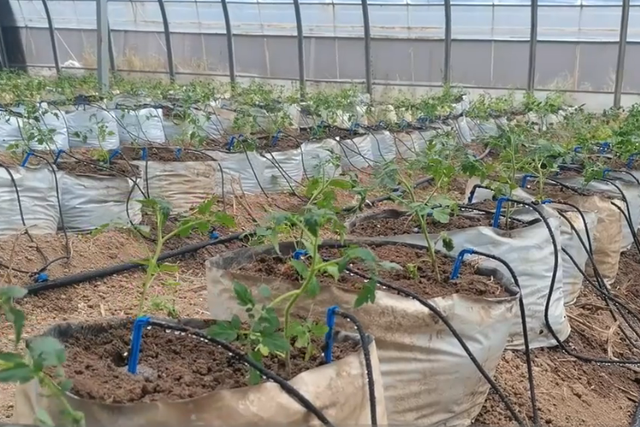 番茄定植后，使用海藻精灌根效果好，生根快还能促生长