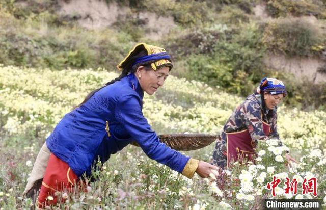 一朵杭白菊的扶贫路：跨越两千公里开出高山“致富花”