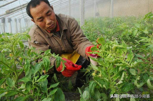 冬季大棚蔬菜要高产，通风、保温、控湿、补光四项管理是关键