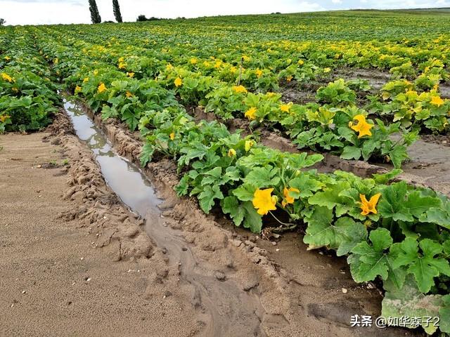 南瓜种植的9个高效技巧，让你丰收满地