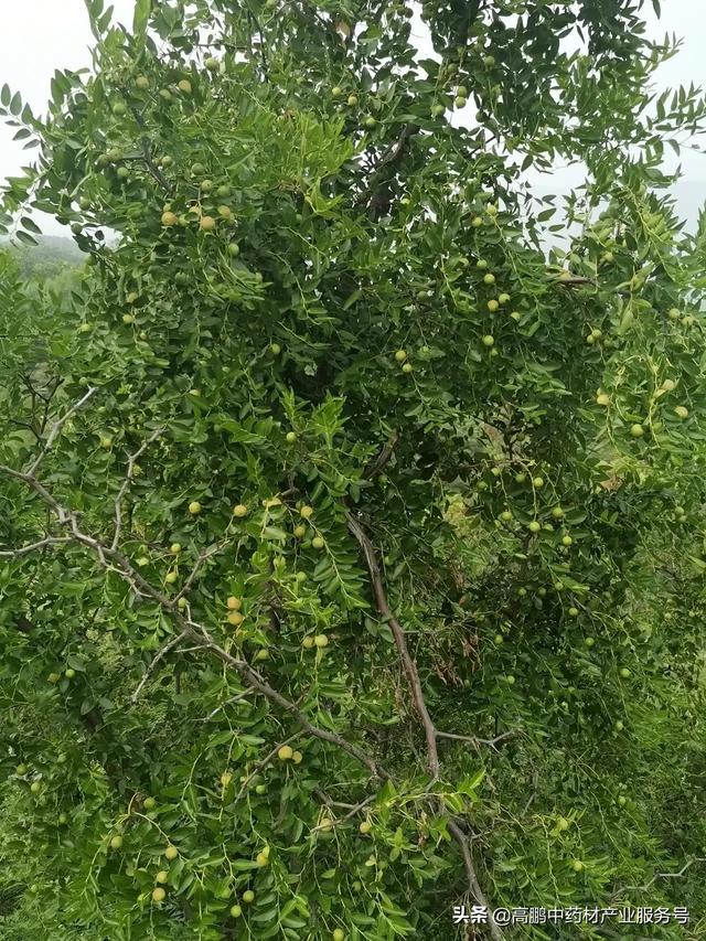 酸枣家种前景看好