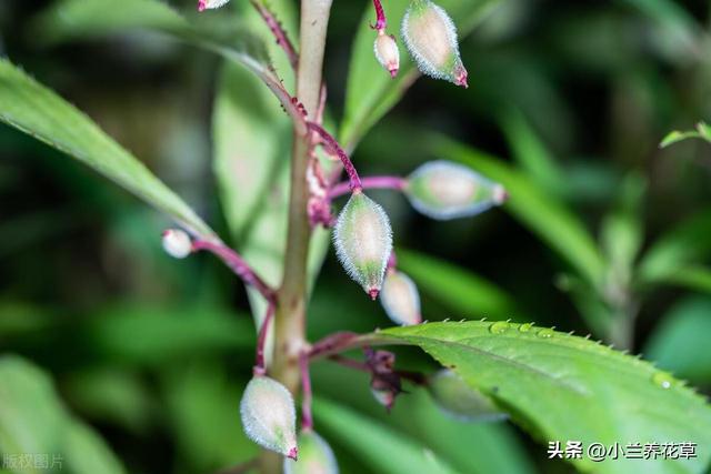 凤仙花的家庭盆栽养殖方法，这样养护，花开更多，颜色更艳！