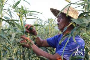 秋葵种植方法视频教程(天堂镇：180亩秋葵种植为乡村振兴注入强劲动能)