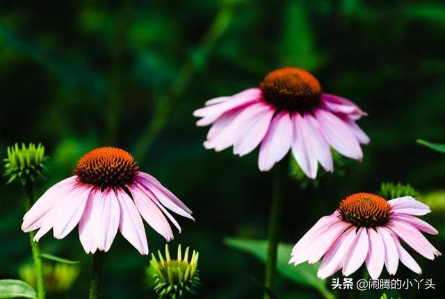 紫松果菊玫瑰红，紫锥菊开懈怠语