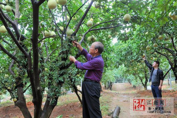 金华：文旦树上种石斛 这事听起来是不是挺新鲜