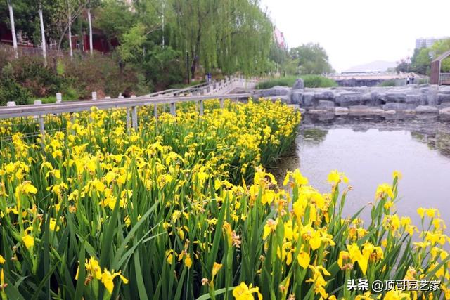 庭院自然式水景边适合种什么植物？这6种植物值得拥有