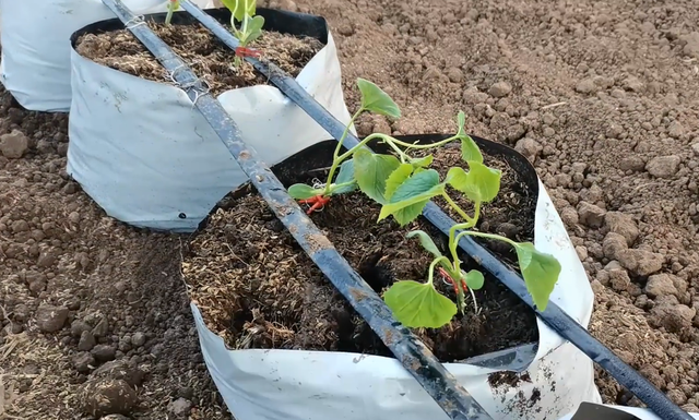 土壤透气差，难怪蔬菜迟迟不长根，是时候换个方法种植了