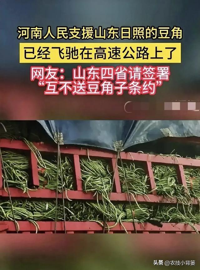 怎样才能种出高产优质的好豆角？记住这4个种植管理技巧