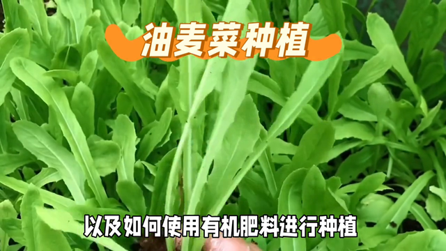 油麦菜种植简单，产量高，口感鲜嫩，营养丰富，使用有机肥料