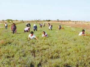 山坡旱地种植什么药材(崔长义带领村民种植1800亩中药材 发展特色中药材 开出致富“千金方”)