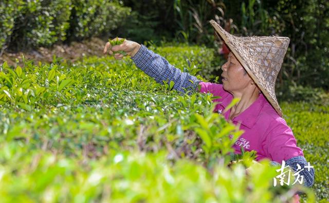 梅州蕉岭：一片茶叶何以致富一方