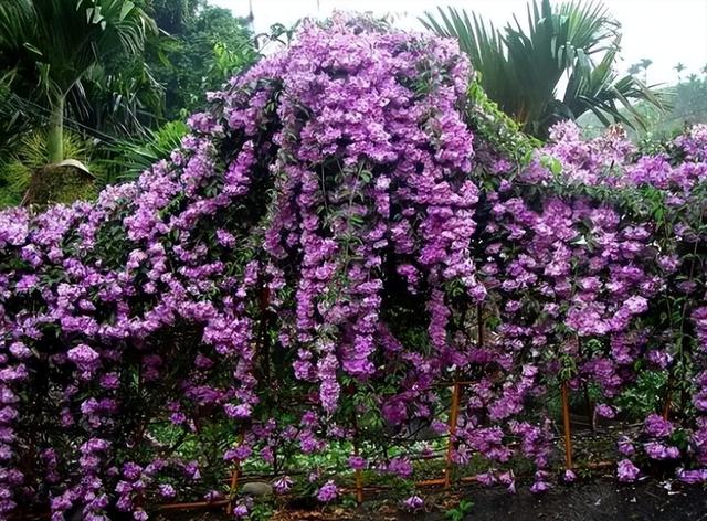 院子想做“花墙”，选11种“爬藤花”，开花美到爆，绝对够震撼