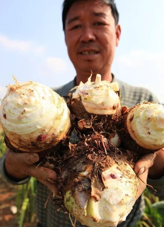 要想芋头种植产量大、品质高、收益好，这些种植管理技巧要知道