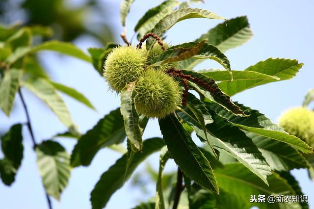 「 科学技术」板栗的栽培管理与病虫害防治策略，种植户赶紧收藏