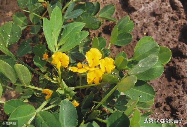 花生种植的全年时间表，从种植到收获，清晰明朗易执行，效果好