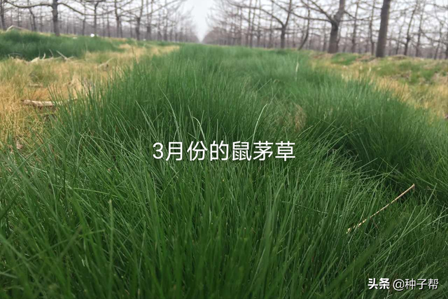 果园种鼠茅草，4-5年不用花钱除草，疏松土壤，投入低，效益高