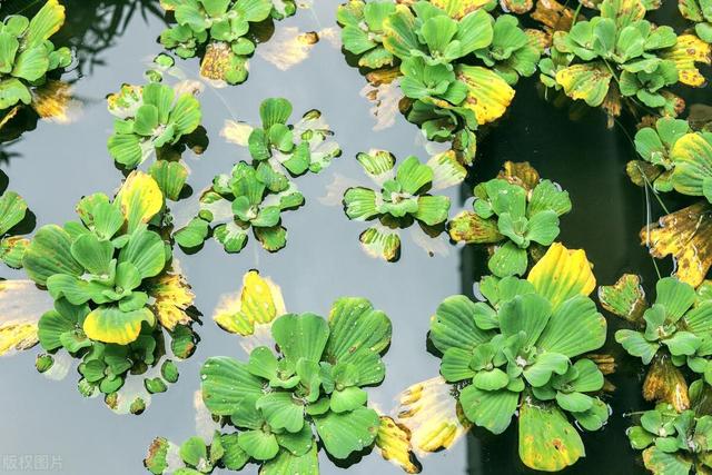 水生植物种子撒水里，沾水就能冒芽吗？