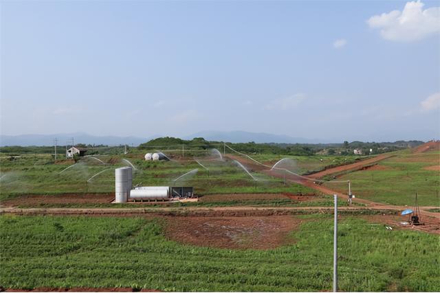 银杏飘香富村民，南雄打造特色南药种养新高地