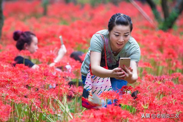 花开彼岸，花开今生；种植彼岸花，亩均收益一万八