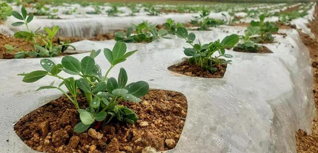 花生种植的生长环境因素研究与分析