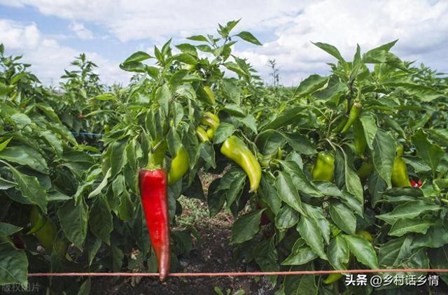 好不容易种点菜，永远别忘了这五点，这才是种植蔬菜的真心话