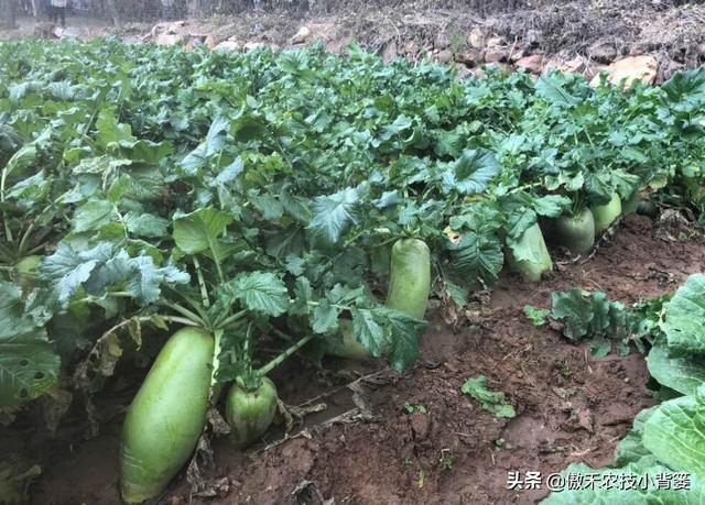 秋季萝卜种植正当时，萝卜这样种植个头大、产量高，不烂根不糠心