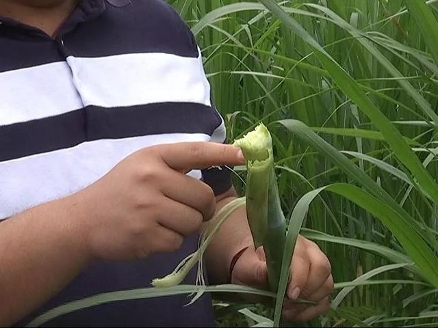 亩产30吨，种一次能收割15年！种植巨菌草真的可以赚钱吗？