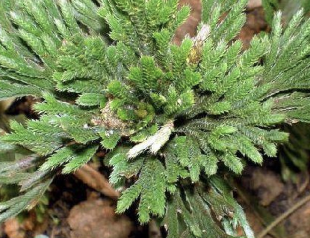 山坡下的石头缝里，1种“还魂草”不多见，挖2棵种植，变小盆栽