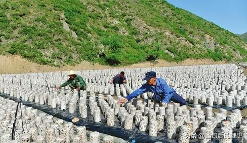 木耳怎么种植？通过这9个方面的学习让木耳种植不再困难