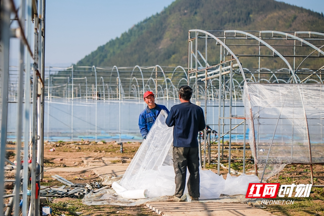 湖南蓝山：蔬菜大棚修建忙