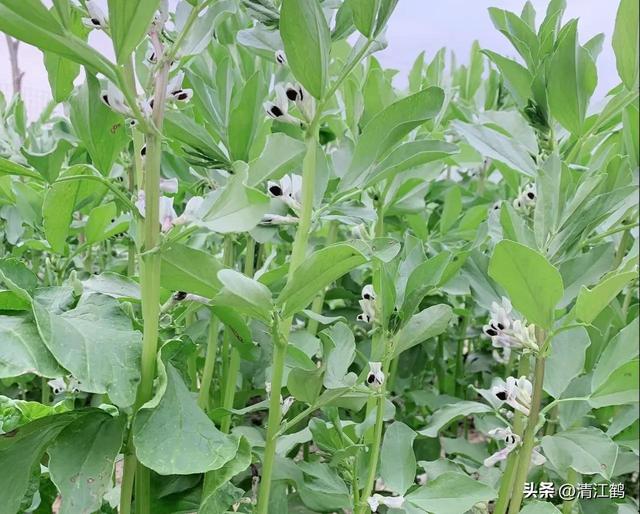 年前枝年后花，上开花下结荚，蚕豆高产有诀窍“冬培管理”少不了