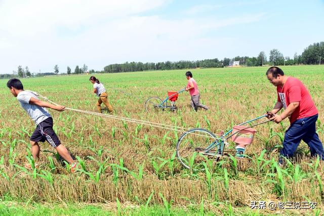 夏玉米啥时候播种穗大籽饱产量高？怎样播种才能亩产1700斤？