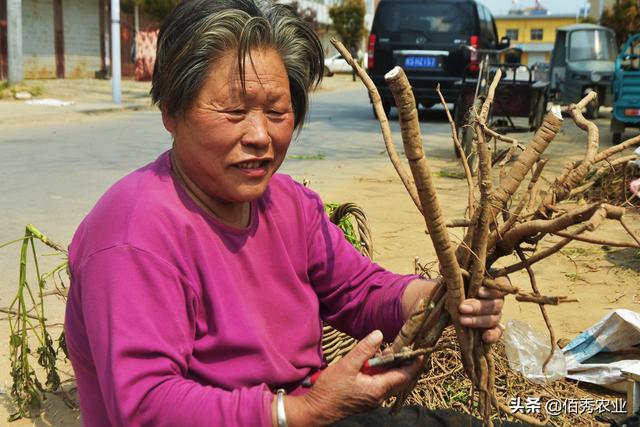 农民在外打工，家里的土地种哪些作物，可以粗放管理又有好收成？