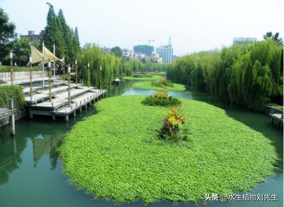 生态浮岛的植物选择