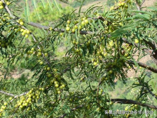 橄榄如何成为广泛种植的水果，怎么控制花果期的管理？