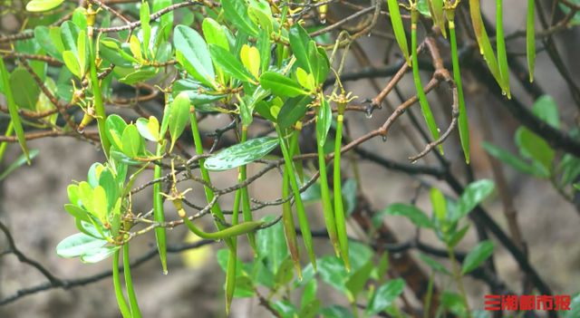 万树成千岛，“海岸卫士”红树林种植有多难？