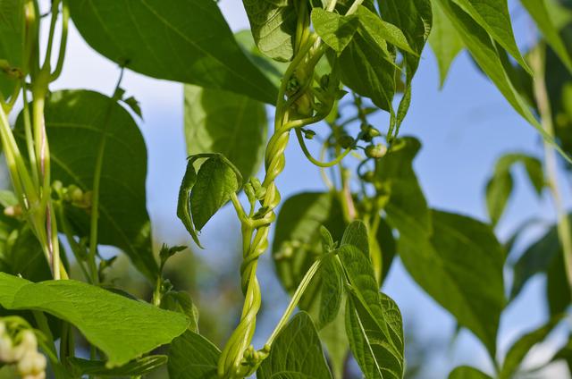 补钙冠军芸豆，种植过程中不结荚该怎么办？