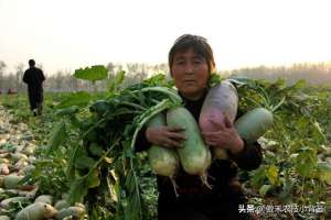 地萝卜的种植方法(秋季萝卜种植正当时，萝卜这样种植个头大、产量高，不烂根不糠心)