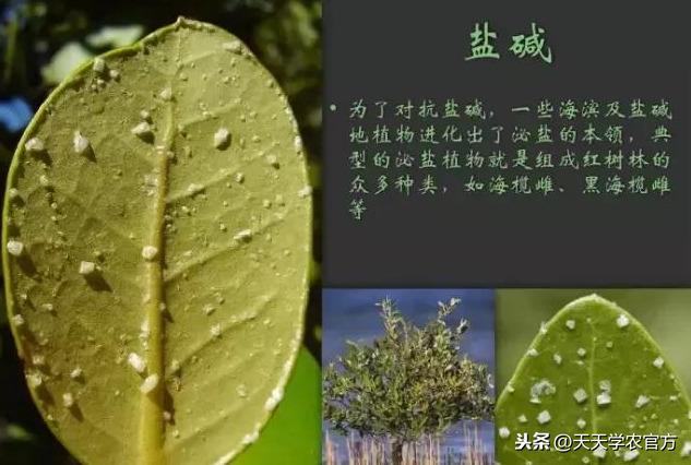 静止的植物，凭什么能活得比恐龙久？它的逆境生存法则，太强大