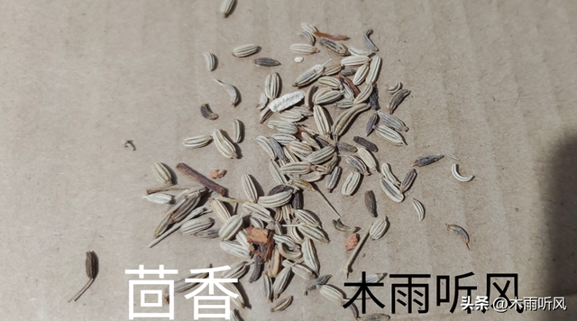 茴香怎样种植？茴香种植的方法与要点