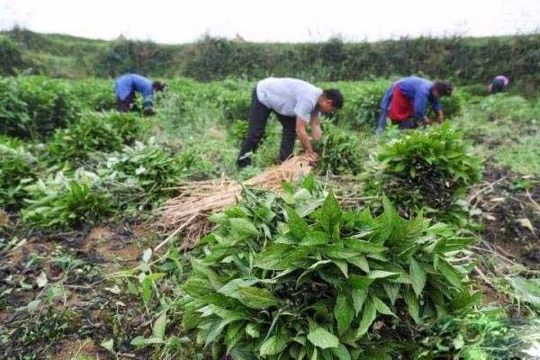 80后小伙种植板蓝根提高经济收入，并带动村民共同致富