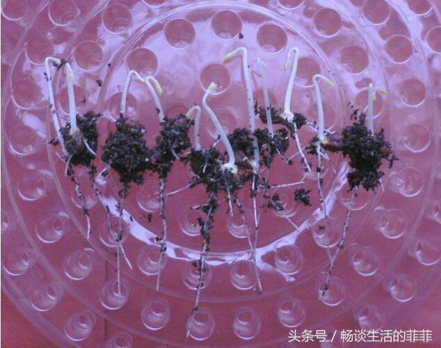 非常细小的花卉种子怎么播种你知道吗，过程很详细