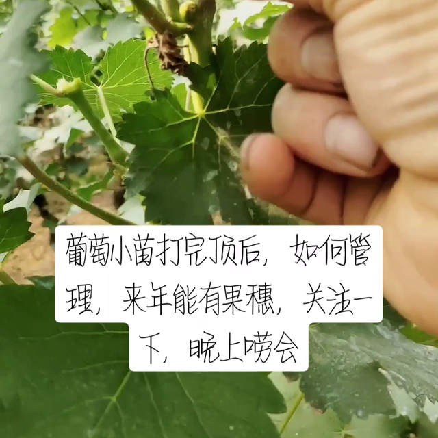 ，葡萄小苗如何管理来年有花穗，#了解种植技术点红心关注