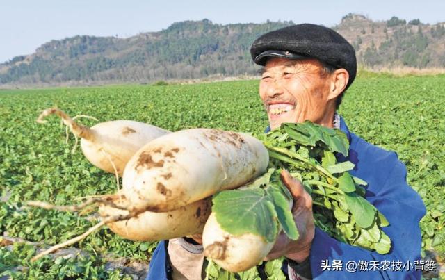 秋季萝卜种植正当时，萝卜这样种植个头大、产量高，不烂根不糠心