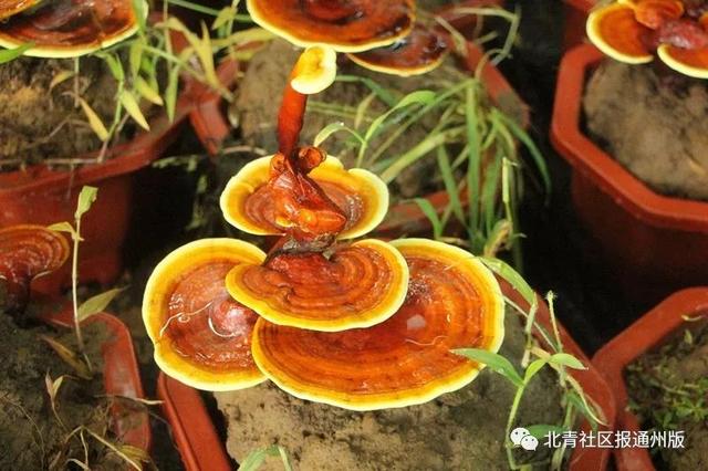 逛吃通州｜养绿植都弱爆了！2000盆鲜活灵芝开卖啦