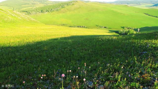 盐碱地生态治理：盐碱地上如何种植优质耐盐碱牧草？