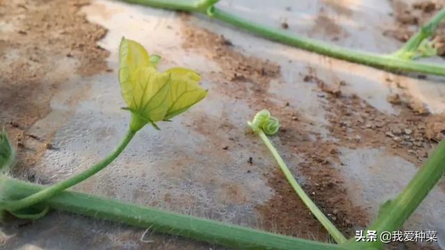 地里别老摁着菜种了，西瓜种植其实也特简单，又好吃又放心