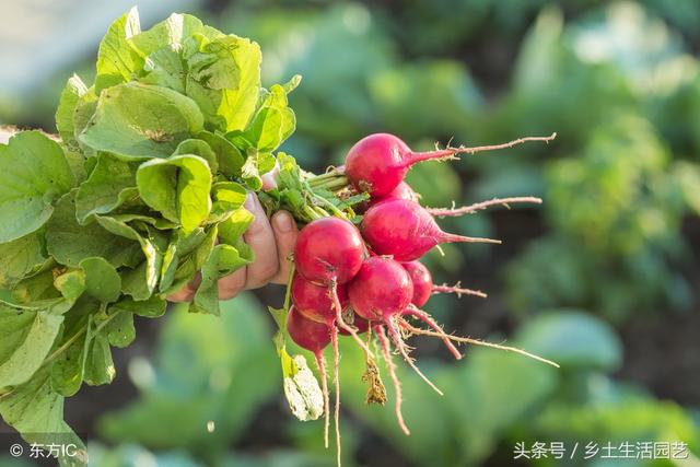 盆栽蔬菜很容易种植，这几种蔬菜生长速度快，根本吃不及