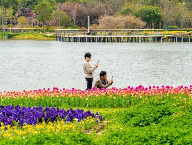 讲好示范村故事丨崇明镇东村：聚焦“森林+花卉”，打造乡村振兴新引擎