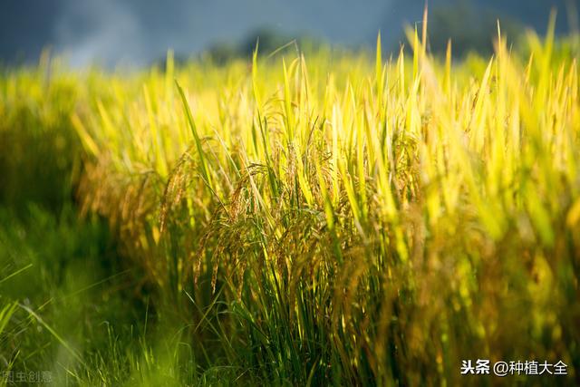 豫南粳稻丰产栽培技术，科学措施很重要，几个问题要上心